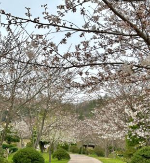 목포 벚꽃 명소