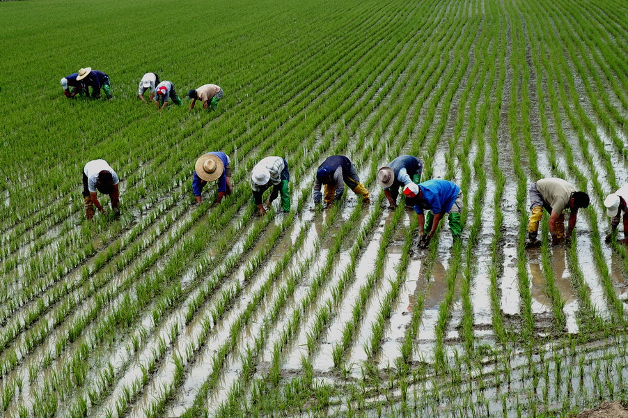 2024년 소서 논매기 김매기