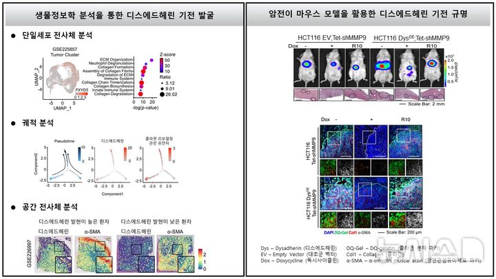 콜라겐과 암의 연관성