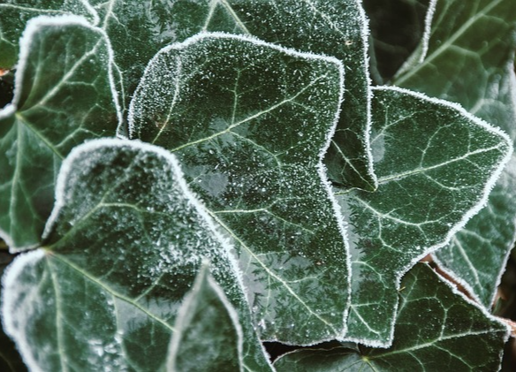 고구마 수확시기 및 고구마 효능