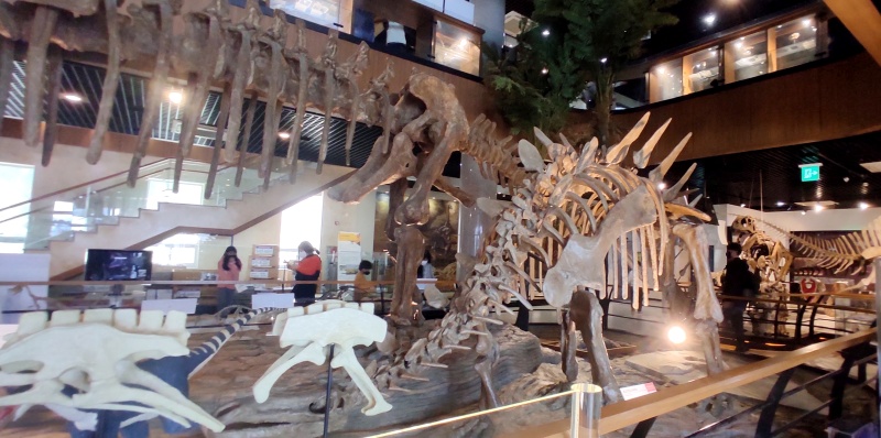 너무 커서 핸드폰에 안잡히는 커다랑 공룡뼈