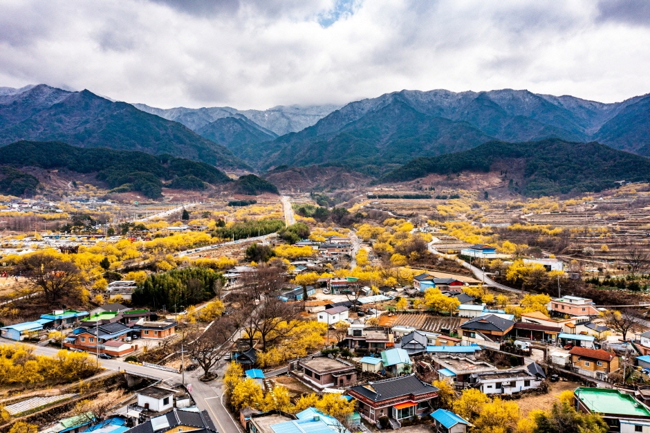 25회 구례 산수유 축제 기본 일정과 프로그램 소개