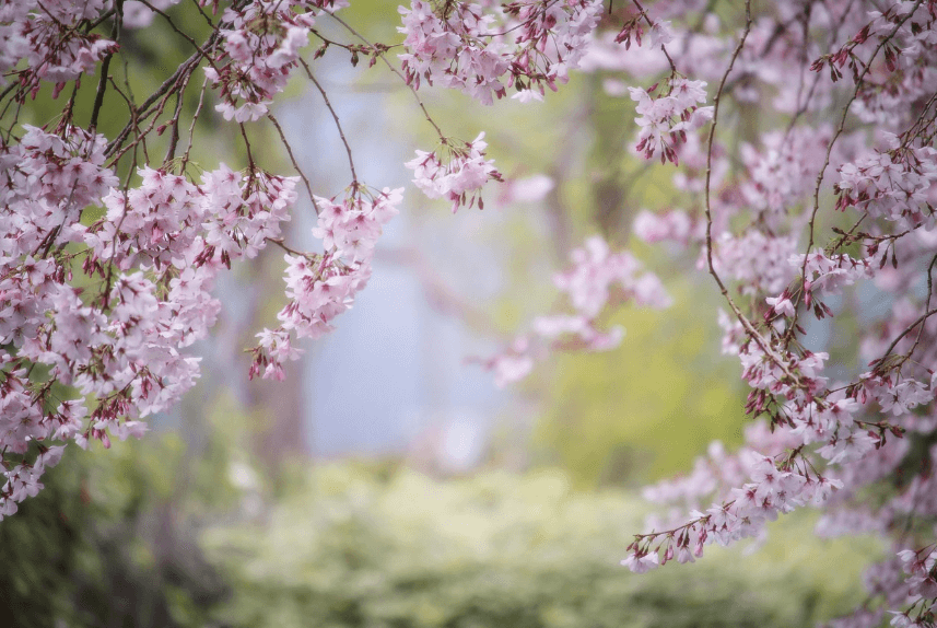 2025 화담숲 벚꽃 예매하기 관련사진