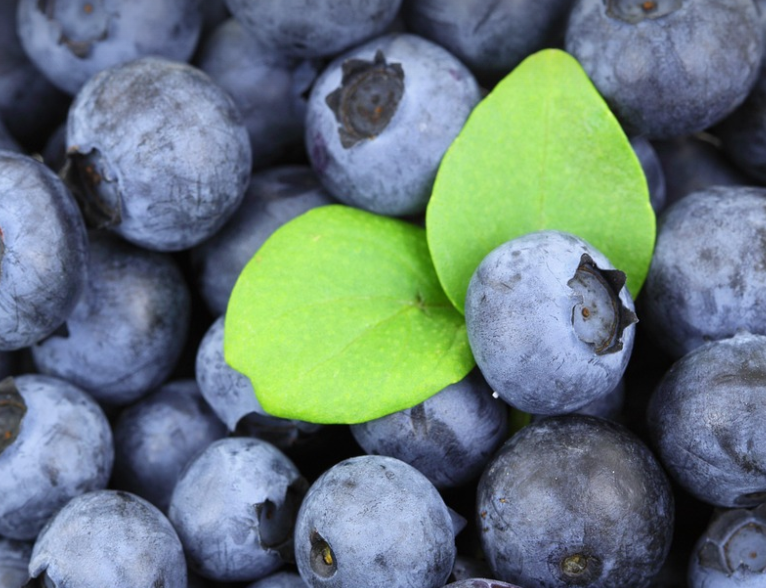 블루베리의 모습