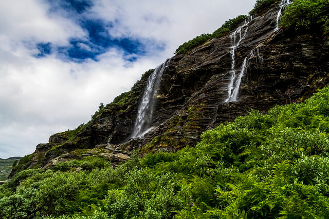 수풀-나오는-꿈-해몽