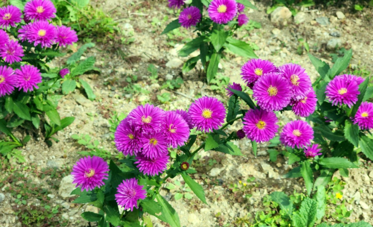 파주 율곡수목원