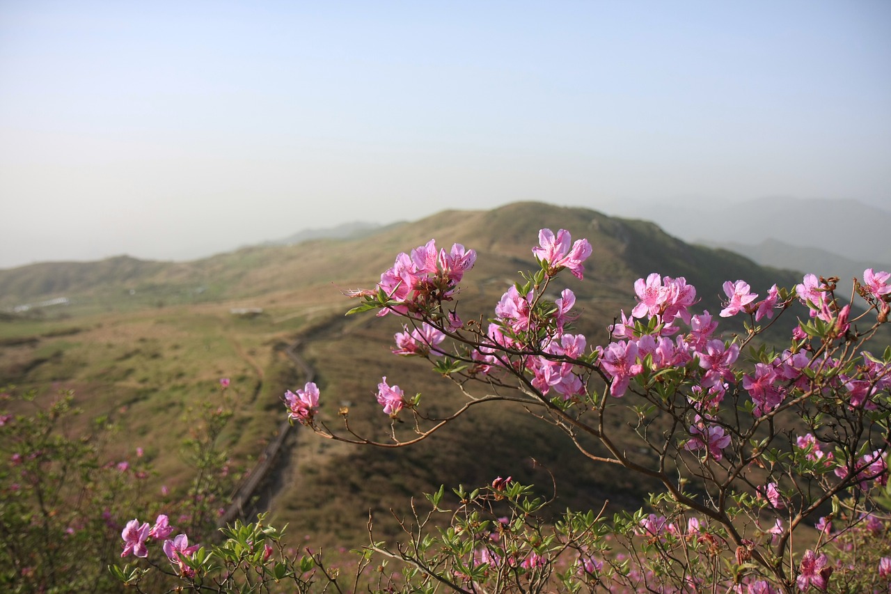 봄 산의 진달래 꽃이 핀 사진