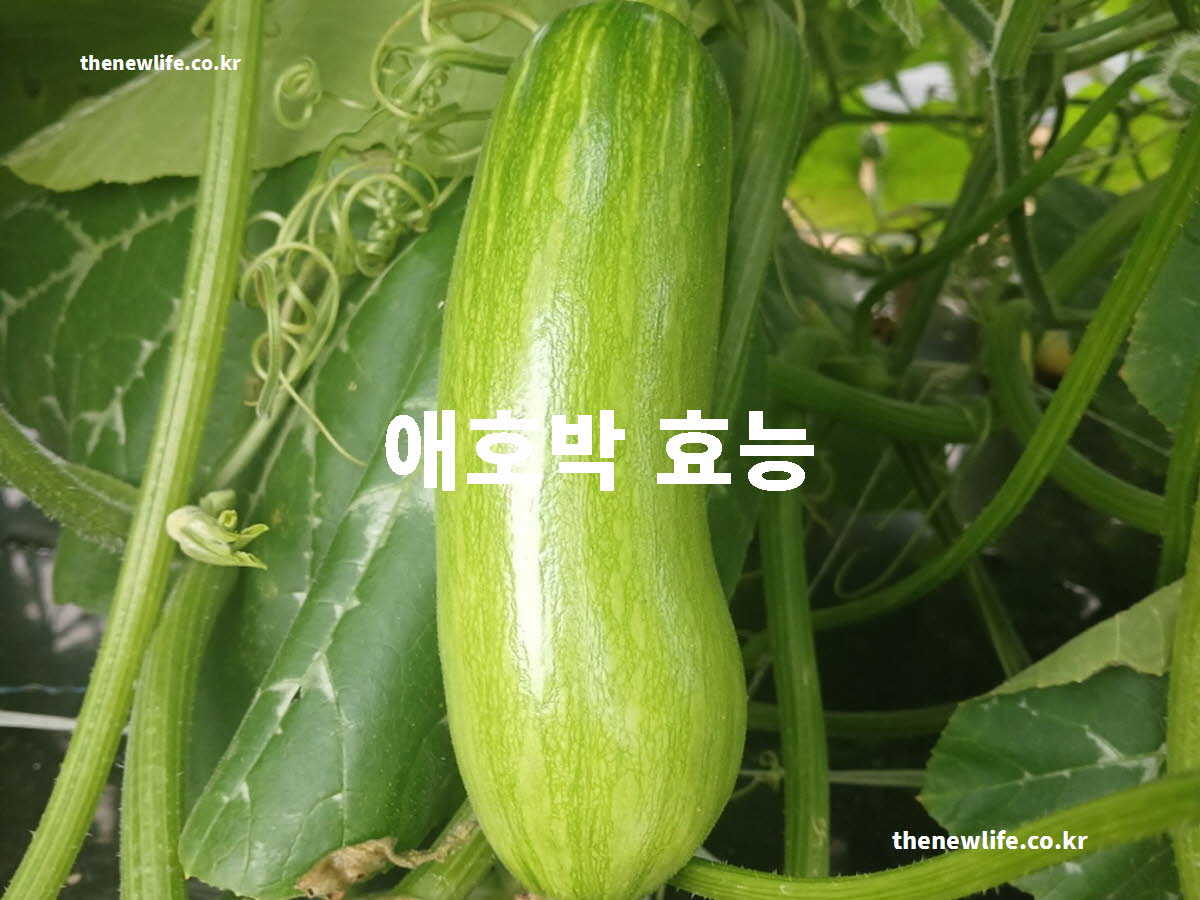애호박 효능 대표 실사진