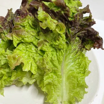 상추 물주는 시기 및 주의사항과 재배 노하우 정리_10
