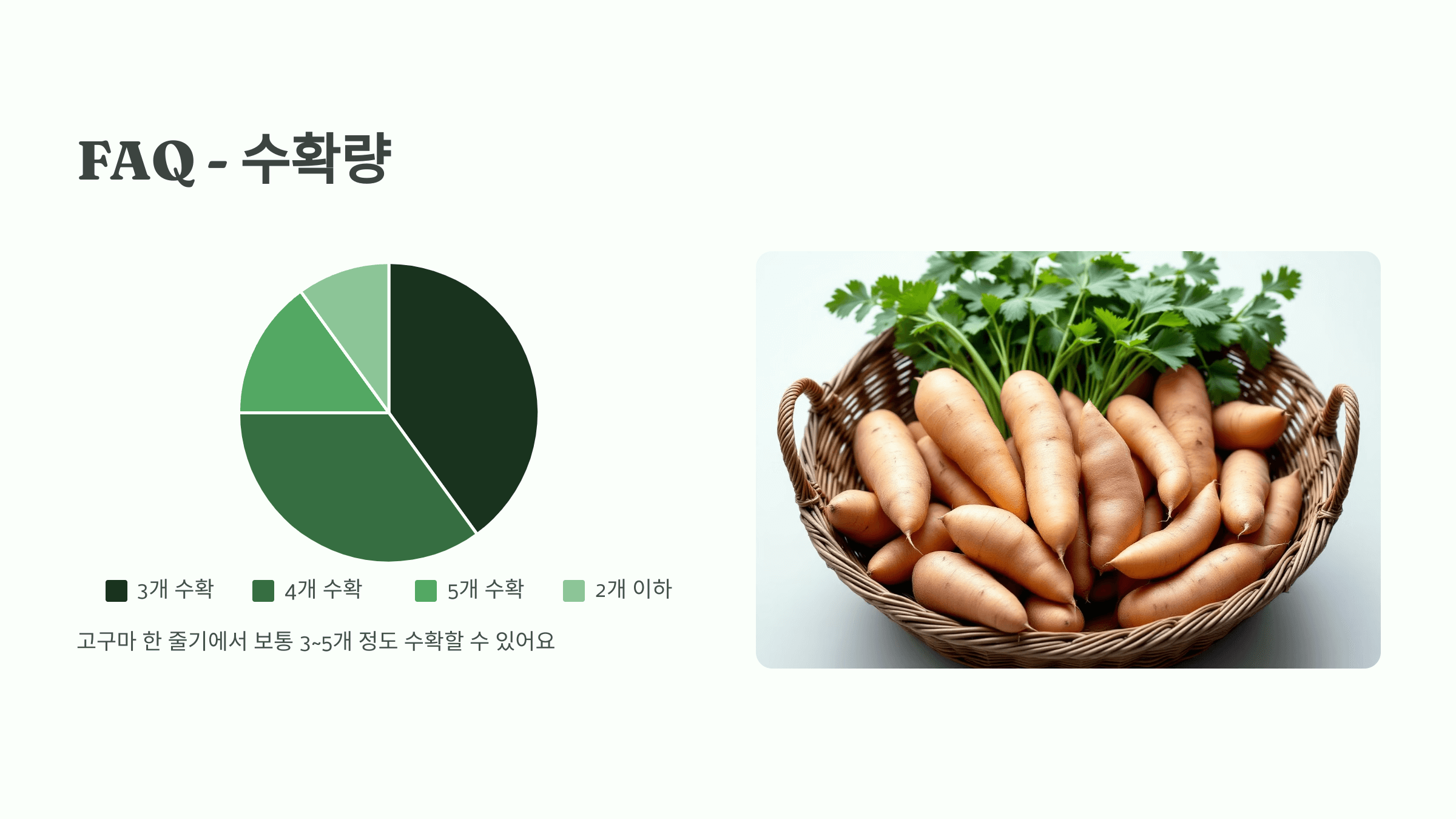 고구마 사진입니다.