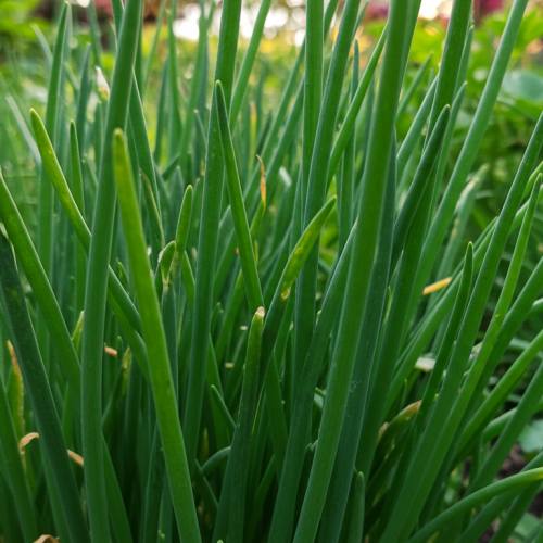 부추 요리 추천 재료