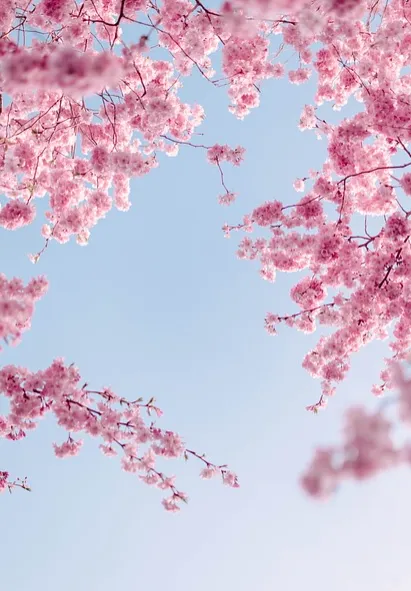 숨은 벚꽃 명소- 서울 양화로 6길