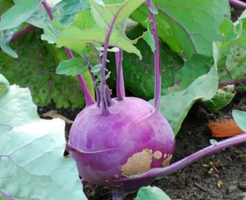 콜라비 효능 및 영양성분, 가격과 먹는법