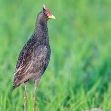 서식지 회복 이후 우드퍼드 뜸부기가 장기적으로 어떤 행동 흐름을 보였는가