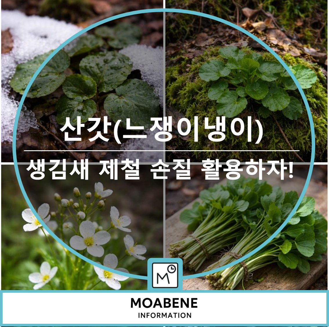 산갓(느쟁이냉이) 알아두면 좋은 정보: 생김새, 제철, 손질, 활용법