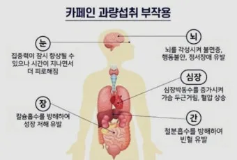 카페인 부작용 중독 증상 두통 원인 정리 정보_8