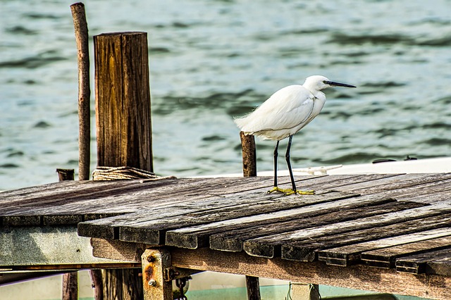 바다가에서 먹이사냥을 기다리는 새