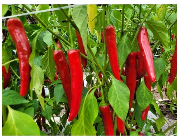 -영양-고추-삼막골농장-건고추-주문-연락처