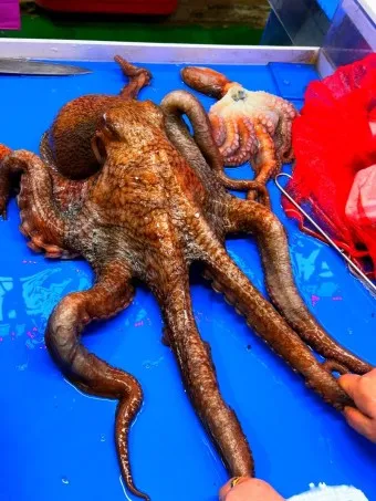 문어 삶는법 문어 요리 레시피_19