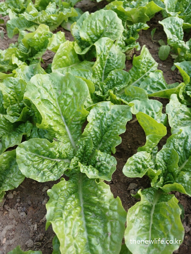 Close-up of green leaf lettuce growing on soil – 흙 위에서 자라고 있는 청상추의 클로즈업 장면