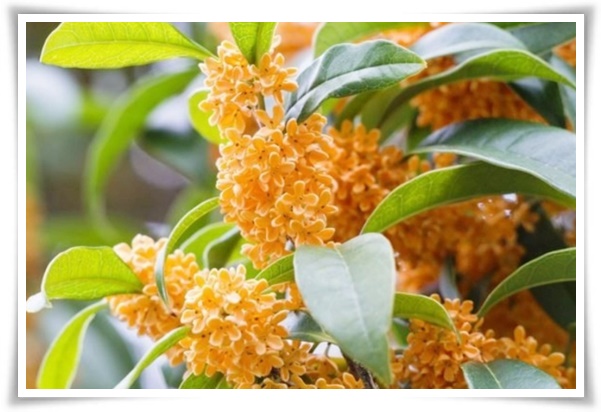 &quot;금목서와 은목서&quot; 한 번 맡으면 잊을 수 없는 가을 꽃의 향기!