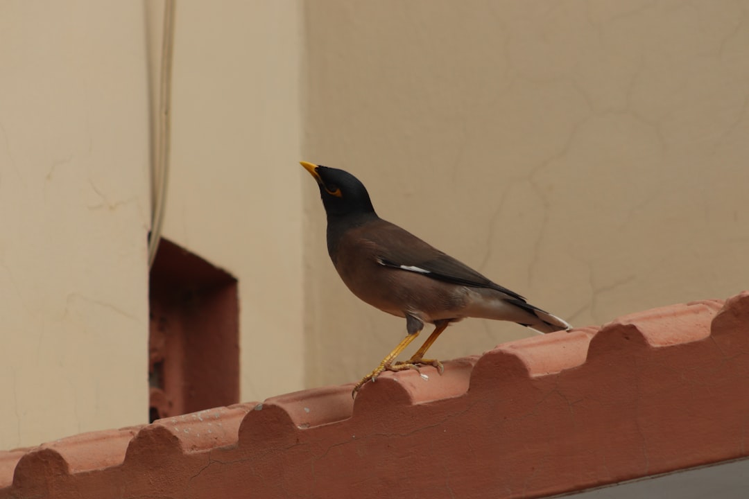 Visitor