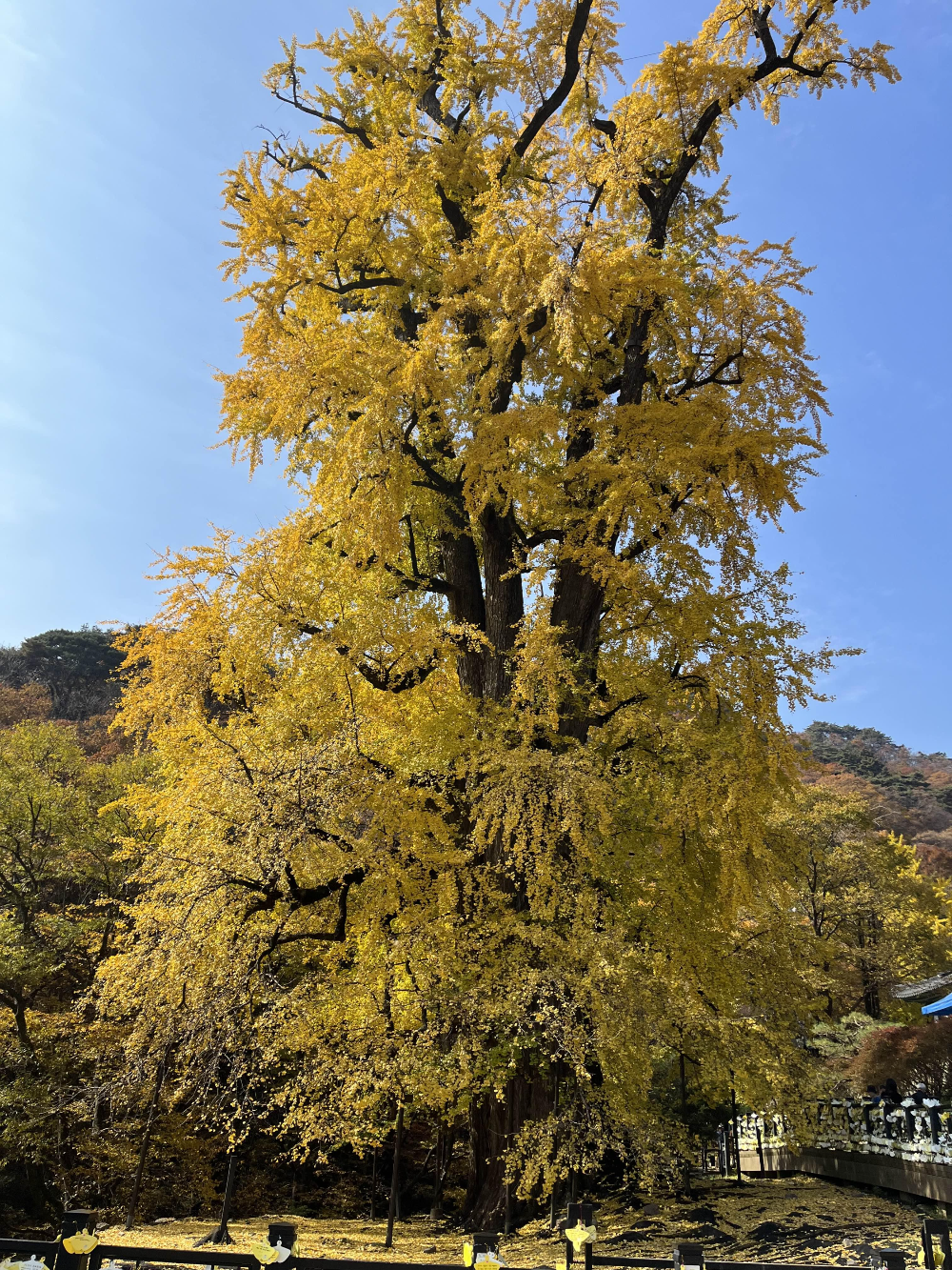 용문사 은행나무