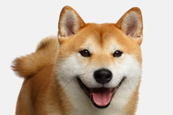 시바견