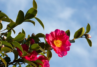 서천 동백꽃 주꾸미축제