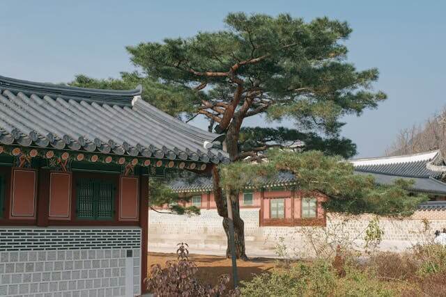 경복궁 소나무