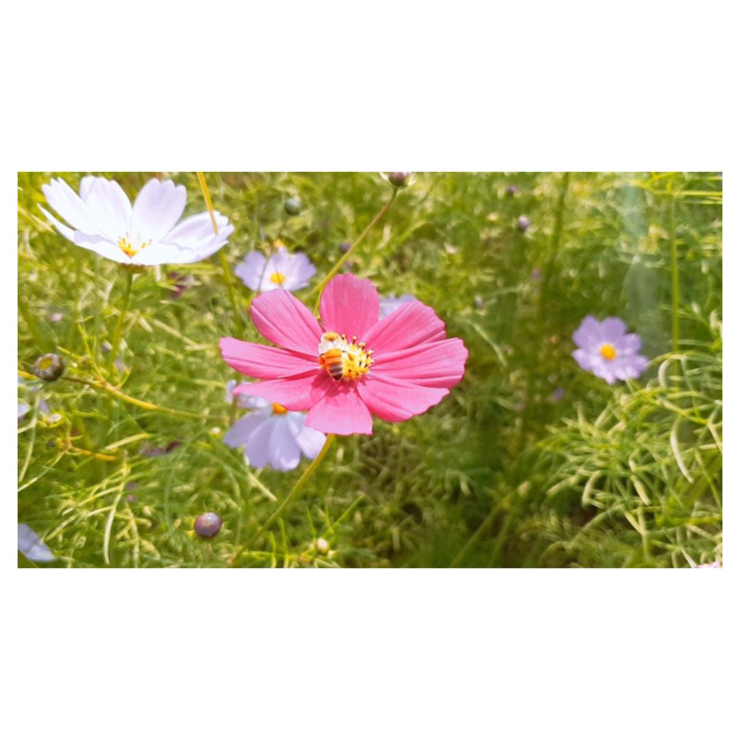 맥문동과 관련된 사진입니다.