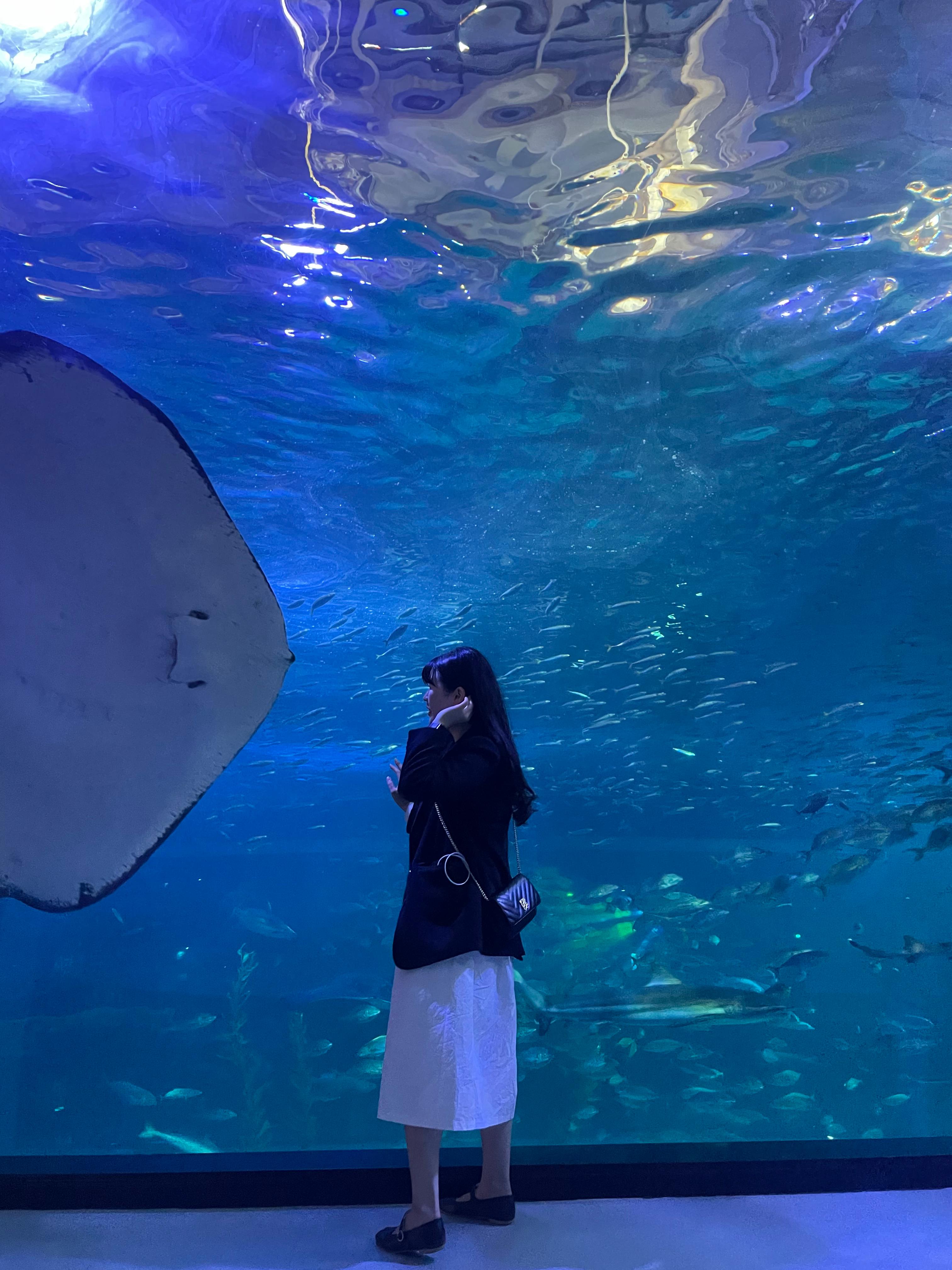 [잠실/강남] 미세먼지 걱정 없는 대형 아쿠아리움 &amp; 실내 몰 데이트 완벽 가이드