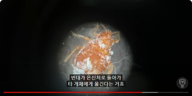 빈대 전체에 영향을 주는 규소