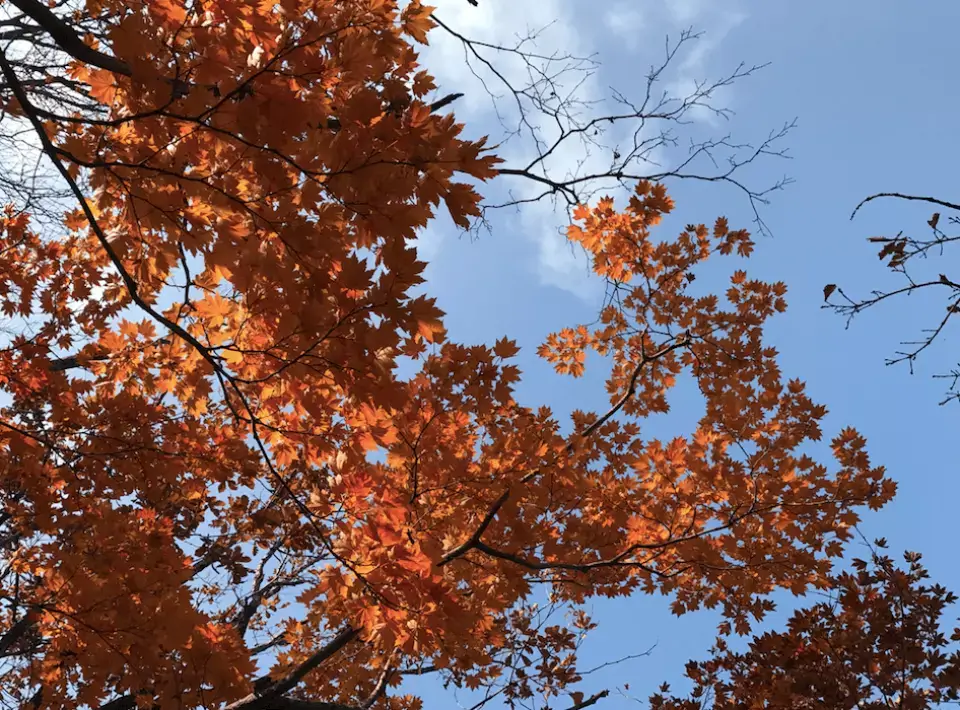 2024 설악산 단풍축제: 가을의 아름다움을 만끽하는 방법 🍂