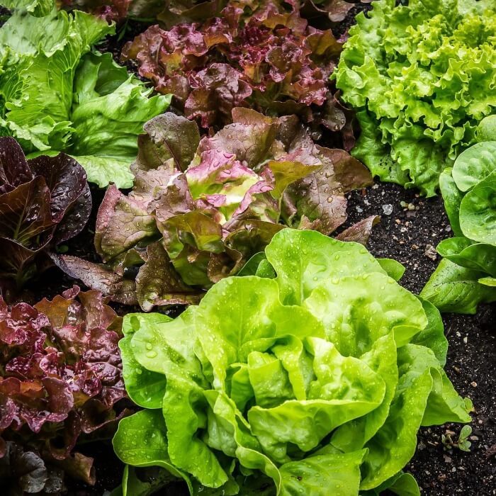 상추가-밭에-자라있는-사진