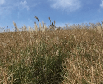 제주도 비행기표 저럼하게 구입하기