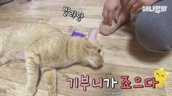 고양이 신경안정 약 영양제 음악_15