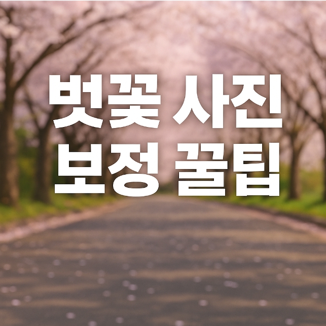 벚꽃 사진 보정 꿀팁