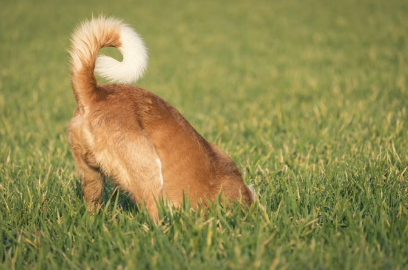 강아지 엉덩이