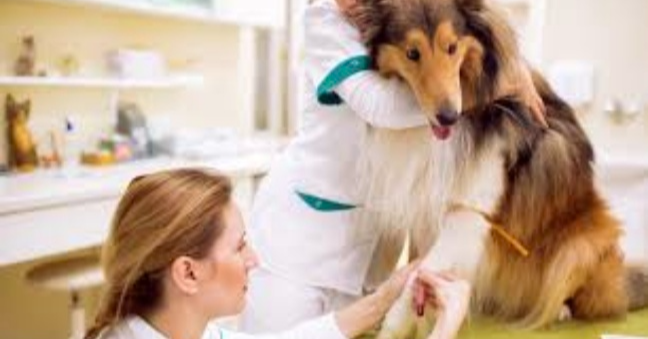 강아지 극심한 복통,복부팽만,지석적인설사,변비 시간 놓치면 ,수술 및 입원치료 병원비가 300만원 장난아님(장폐색 강아지가 불상해요 초보 견주님 나좀 봐주세요)