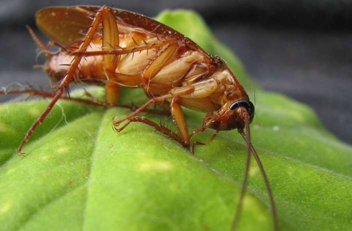 바퀴벌레 새끼 크기와 효과적인 대처 방법
