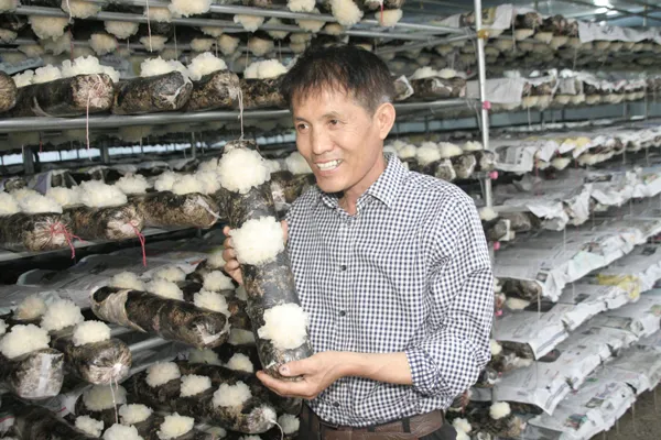 목이버섯 재배 원목 재배 수분 관리 위생 관리_6