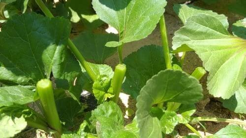 아욱재배-수확방법-순지르기-줄기-자르기