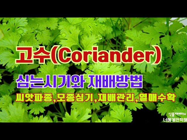 고수(Coriander)
심는시기와 재배방법