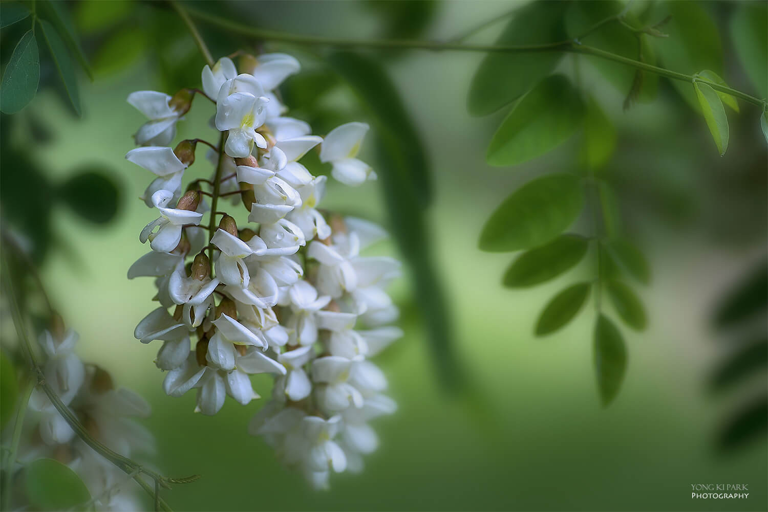 향기롭고 뽀송뽀송한 수건 