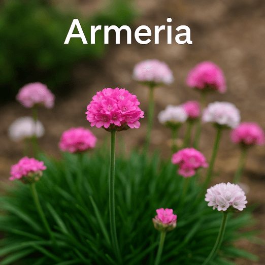 아르메리아, 바위 위에 핀 분홍 구슬