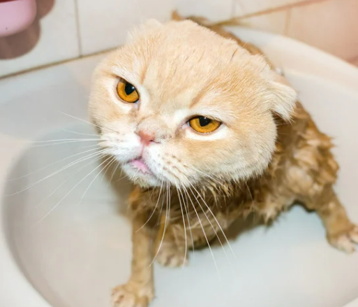 고양이 각질 원인 8가지 증상 및 치료 관리법 (ft. 비듬)