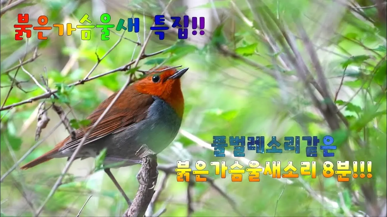 붉은가슴울새 영국 겨울 새 특징 매력 이미지_2