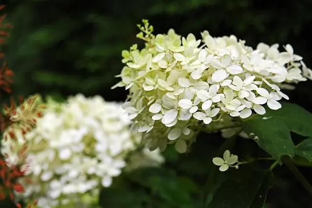 라임라이트 수국 키우는 방법