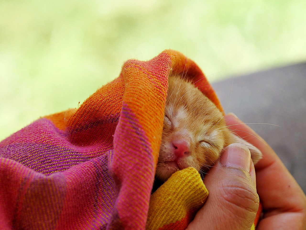 cat-1-13
